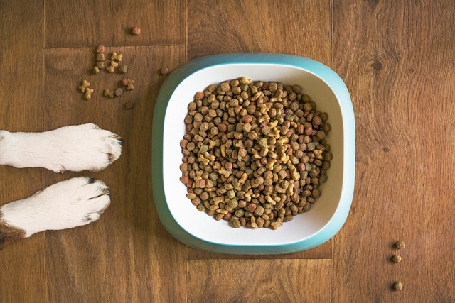 Kornfrit hundefoder: Er det bedre for din hunds sundhed?