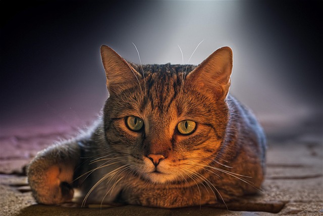 Sådan vælger du den perfekte belysning til dit nordjyske hjem