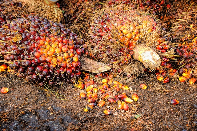 Den skjulte sandhed om palmeolie fra Natur Drogeriet