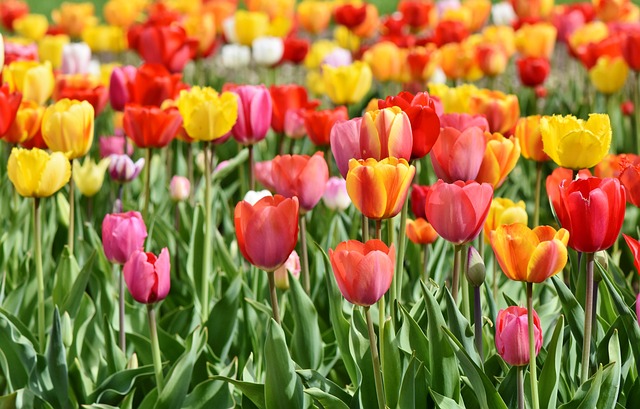 Gå på opdagelse i tulipanløgets fascinerende verden